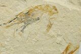 Two Cretaceous Fossil Shrimp - Lebanon #376619-2